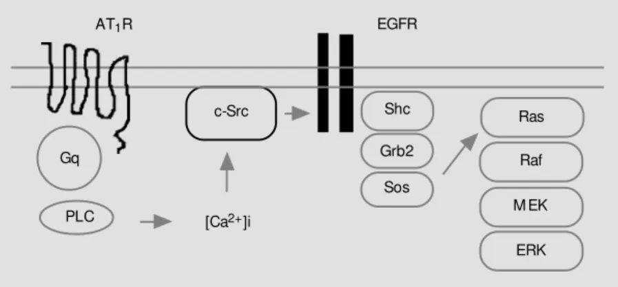 Figure 2 - In VSM C, Ca 2+ -dependent transactivation of epidermal grow th factor receptor (EGFR) mediates Ang II-induced Ras/ERK M APK activation