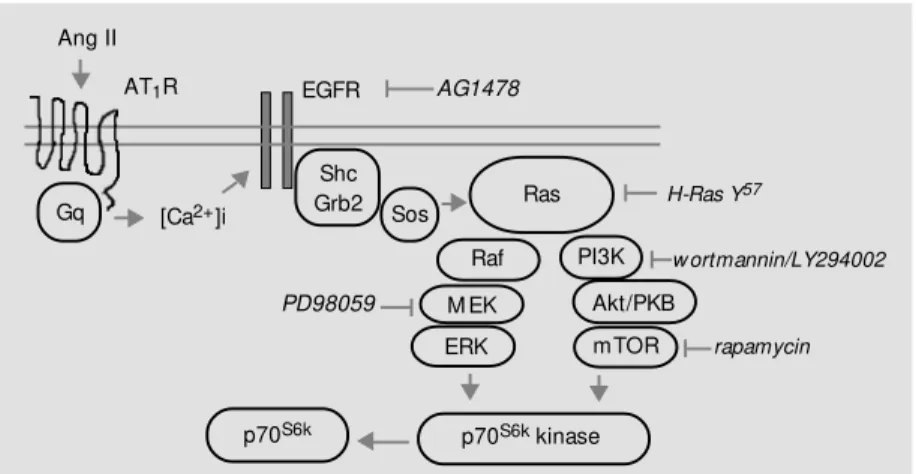 Figure 4 - Hypothetical pathw ays involved in the phosphorylation of p70 S6k  by angiotensin II (Ang II)