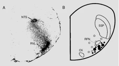 Figure 1 - A, Distribution of Ang II receptor binding sites in the rostral VLM  (RVL) of the rabbit, using in vitro autoradiography (adapted from Ref