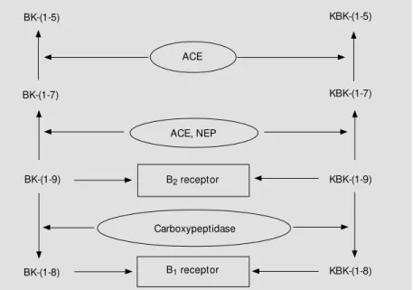 Figure 2 - Kinin peptides and kinin receptors. Whereas bradykinin [BK-(1-9)] and kallidin [KBK- [KBK-(1-9)] are more potent agonists of the B 2  receptor, BK-(1-8) and KBK-(1-8) are more potent agonists of the B 1  receptor