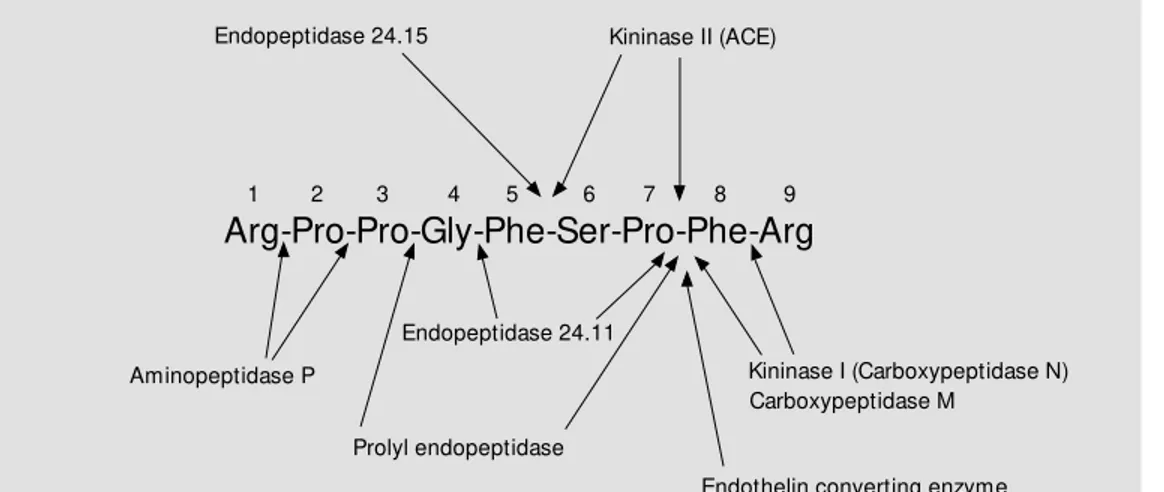 Figure 3 - M etabolism of kinin peptides. Some of the  en-zymes that metabolize kinin peptides are show n w ith their sites of cleavage of the kinin molecule