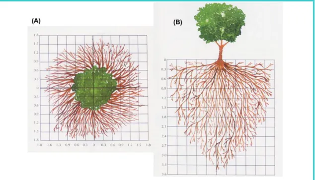 Figura 8: Extensão do sistema radicular de uma macieira Malus sp., adulta, num solo argiloso  e fértil, e sem competição