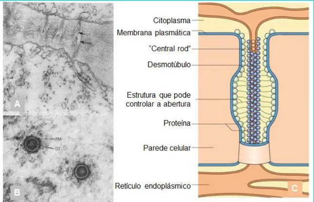 Figura  16:  (A)  Corte  longitudinal  de  plasmodesmos  entre  duas  células  adjacentes  da  endoderme;  (B)  Corte transversal  de  dois  plasmodesmos mostrando  a  sua  natureza  tubular
