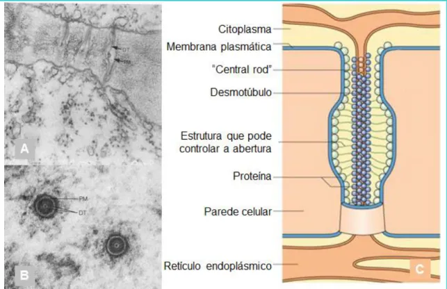 Figura  16:  (A)  Corte  longitudinal  de  plasmodesmos  entre  duas  células  adjacentes  da  endoderme;  (B)  Corte transversal  de  dois  plasmodesmos mostrando  a  sua  natureza  tubular