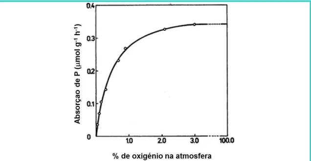 Figura 19: Efeito da concentração em oxigénio na absorção de fosfato. 