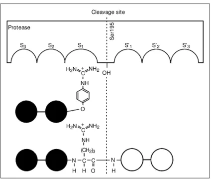 Figure 2 - Schematic comparison of the binding of a peptide-4-guanidinophenyl ester and a common peptide substrate to the active site of trypsin based on the ideas of the conventional binding model of proteases (nomenclature according to Ref