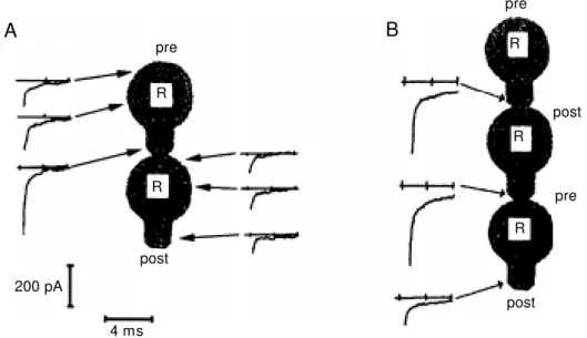 Figure 7 - Anterograde and retro- retro-grade effects of synapse  forma-tion on calcium currents in  Ret-zius (R) cells