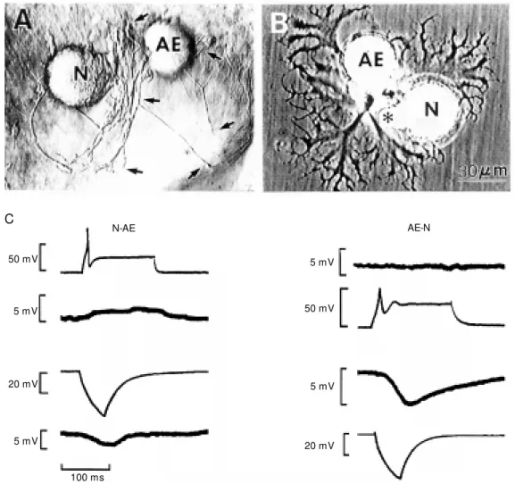 Figure 4 - Grow th and synapse formation of pairs of  nocicep-tive (N) and annulus erector (AE) neurons