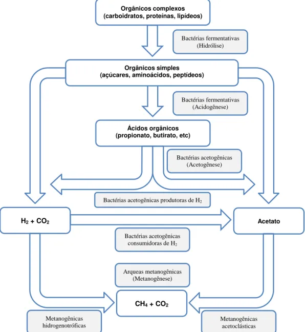 Figura 3.3  – Rotas metabólicas e grupos microbianos envolvidos na digestão anaeróbia  Fonte: CHERNICHARO (1997) 