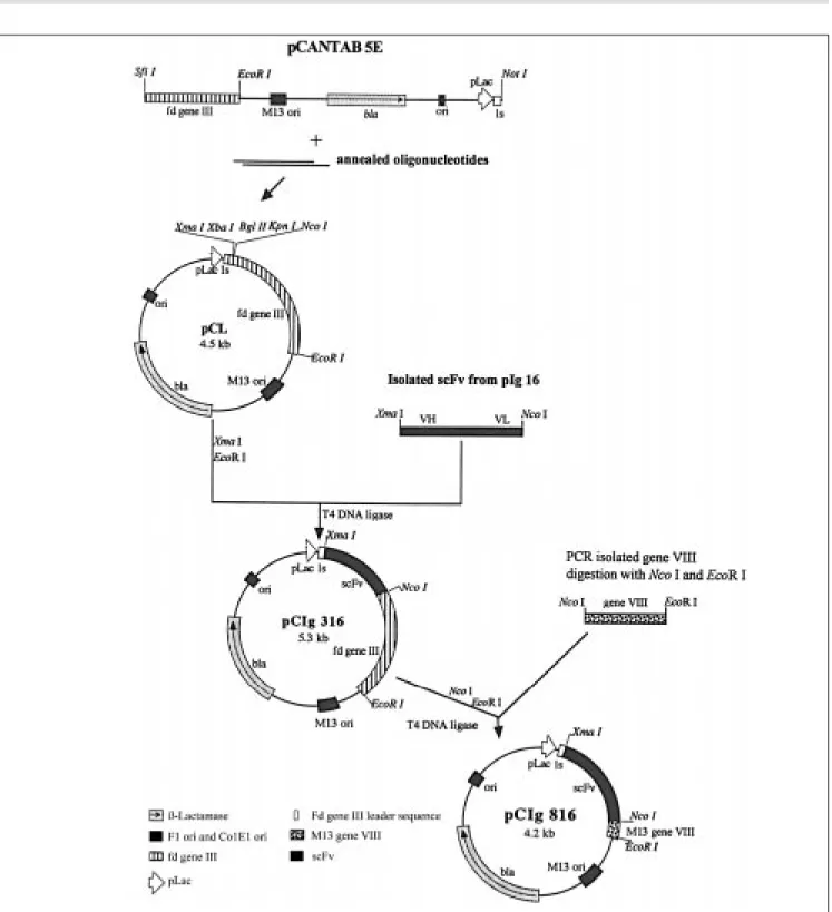 Figure 2 - Schematic representation of pCIg vector constructions. The Pharmacia pCANTAB 5E vector w as modified to express the Z22 single chain variable region antibody fragment (scFv) fusioned w ith fd gene III