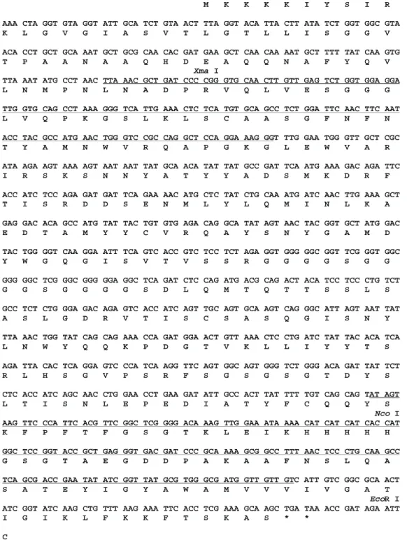 Figure 3 - Open reading frame and predicted fusioned  polypep-tides coded by phage display vectors
