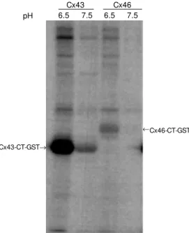 Figure 2 - Comparison of in vitro phosphorylation of Cx43 and Cx46. GST  (glutathione-S-trans-ferase) fusion proteins derived from Cx43 or Cx46 w ere  pre-pared and analyzed for  phospho-rylation by sheep heart extracts.