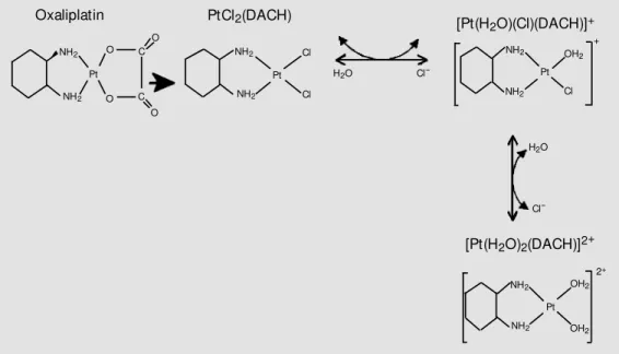 Figure 4. Oxaliplatin biotransfor- biotransfor-m ation. DACH: diabiotransfor-m  inocyclo-hexane