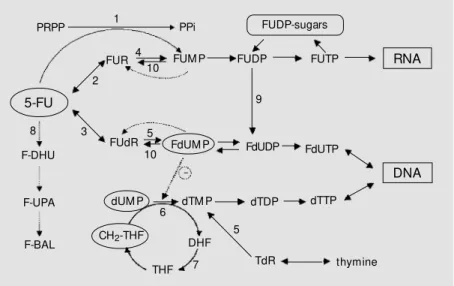 Figure 1. M etabolic pathw ays and mechanism of action of 5-fluorouracil (5-FU). Enzymes catalyzing these reactions are 1, orotate phosphoribosyltransferase; 2, uridine  phosphoryl-ase;  3, thymidine phosphorylase; 4, uridine kinase; 5, thymidine kinase; 6