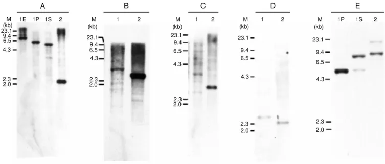 Figure 1. Hybridization pattern of Azospirillum amazonense total DNA w ith EcoRI (1E), PstI (1P), and SalI (1S) in A, SalI in B, C and D, and Pst I (1P) and SalI (1S) in E w ith the follow ing probes: nifD in panel A; nifEN in panel B; fixABC in panel C; n