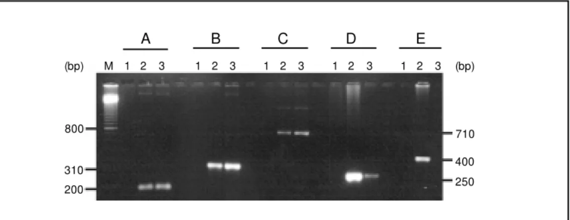 Figure 2. Specific PCR for am- am-plification of nif  genes from Azospirillum amazonense