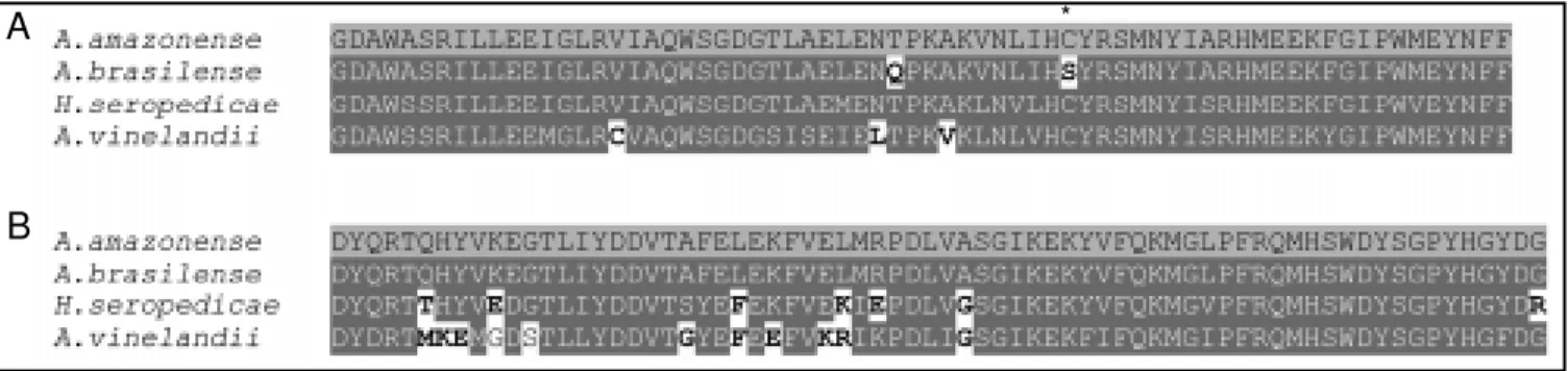 Figure 3. M ultiple sequence alignment of the 16S rDNA genes from Azospirillum amazonense (GenBank accession Nos