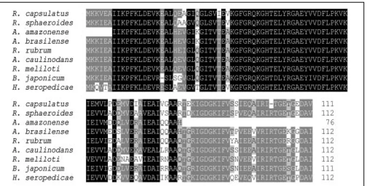 Figure 5. Azospirillum amazonense  glnB partial deduced amino acid sequence alignment w ith A