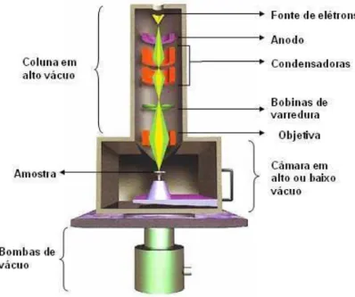 Figura 6 - Desenho esquemático da coluna do MEV 