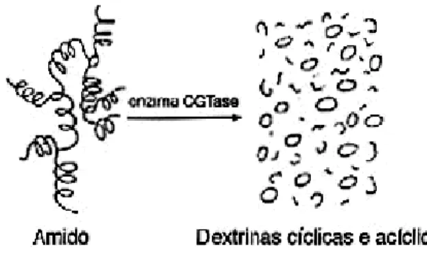 Figura 3: Formação de dextrinas cíclicas e acíclicas a partir do amido   (Adaptado por FERNANDES e VEIGA, 1999).