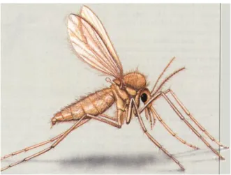 Figura  6.  Phlebotomus  spp.  (Adaptado  de  http://ruby.fgcu.edu/courses/davidb/50249/web/fly1.ht m)