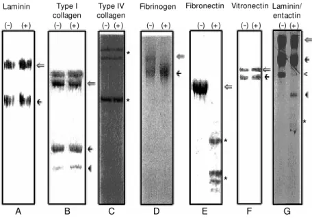 Figure 1. Proteolytic effect of Loxosceles intermedia venom on purified extracellular matrix molecules* 