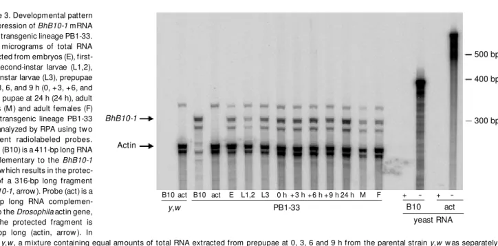 Figure 4. The BhB10-1 mRNA is expressed in a constitutive  man-ner in the salivary gland and in carcasses of late third-instar  lar-vae and prepupae of the  trans-genic lineage PB1-33