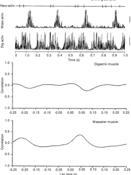 Figure 4. Activity of a non-serotonergic neuron located in the nucleus raphe obscurus and activity of the digastric and masseter muscles during 1 s of drinking behavior