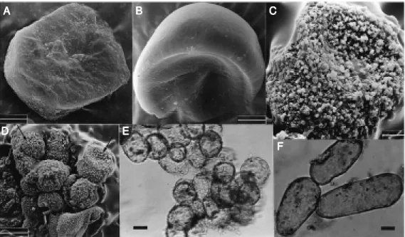 Figure 1. Scanning electron (A, B, C, and D) and light (E, F)  mi-crographs of M andevilla velutina cultured cells show ing variations in size, morphology and cell  ag-gregates