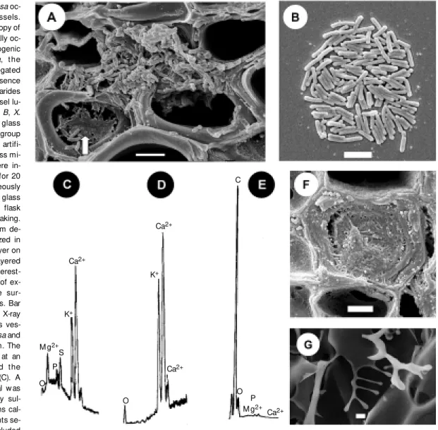 Figure 1. A, Xyllela fastidiosa oc- oc-cluding citrus xylem vessels.