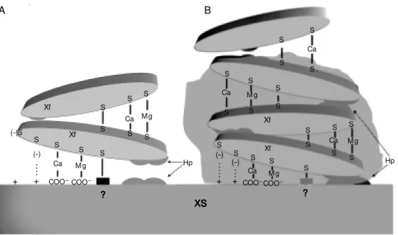 Figure 2. M odel proposed to explain adhesion and  aggrega-t ion of  Xylella f asaggrega-t idiosa
