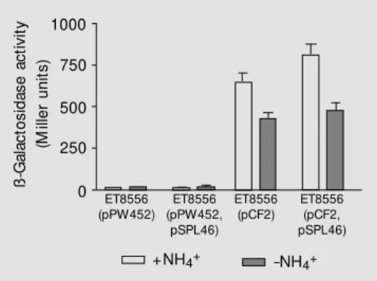 Table 2. Effect of ntrYX genes on the expression of chromosomal nifA::lacZ fusions in Azospirillum brasilense strains.