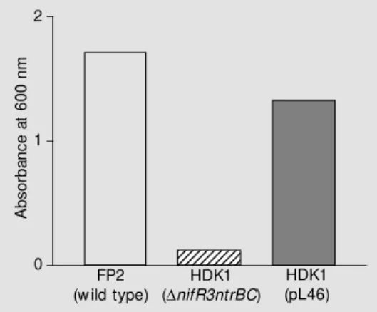 Figure 5. Complementation of the Nar -  phenotype of an  Azo-spirillum brasilense nifR3ntrBC mutant