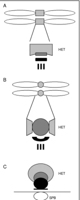 Figure 1. A schematic represen- represen-tation of the centromere domain organization at metaphase in humans (A), at metaphase in Drosophila (B), and the  cen-tromere cluster near the SPB at interphase in  Schizosaccharo-myces pombe (C)