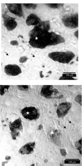Figure 2. Alkaline phosphatase activity in embryonic stem (ES) cells. A, USP-2 (A414); B, B220.