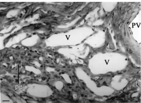Figure 4. Collection of small clear paraganglionic (pg) cells lying adjacent to small veins (V) in the mediastinal connective tissues