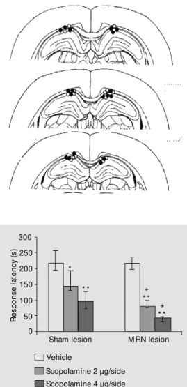 Figure 1. Brain sections in the coronal plane show ing the tips of the guide cannulae in rats  in-fused w ith 2 µg scopolamine (open circles) and 4 µg  scopola-mine (filled circles)