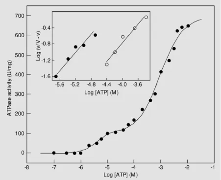 Figure 7. Effect of adenosine 5’-triphosphate (ATP) concentration on ATPase activity of Na,K-ATPase solubilized w ith C 12 E 8  (1:1, w /w ) and purified on a Sepharose 6B column.