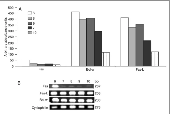Figure 3. Individual levels of ex- ex-pression of Fas, Fas-ligand  (Fas-L) and Bcl-w  in NOD m ice treated w ith potassium iodide (20 mg/animal) after receiving methimazole in drinking w ater from the 4th to the 10th w eek of life