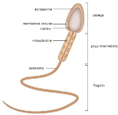 Figura 1: Constituição do espermatozoide (adaptado de  Lishko et al., 2012) 