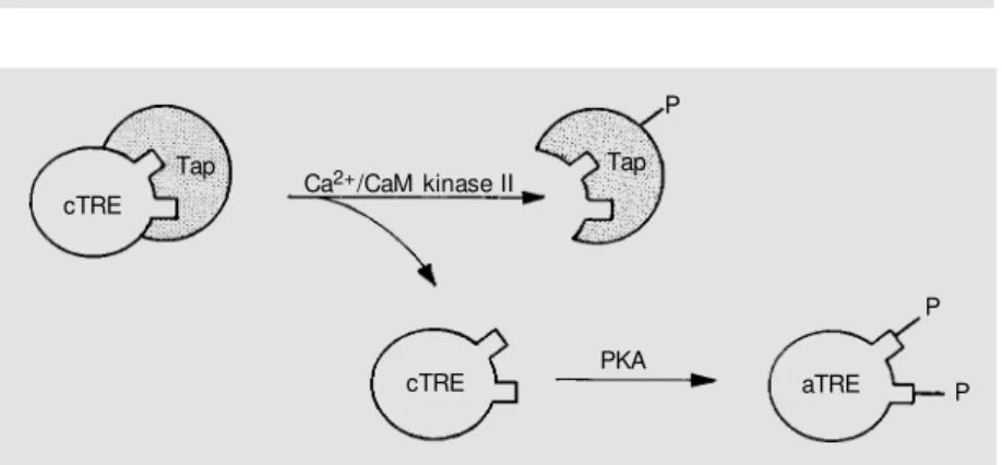 Figure 2. A model for neutral trehalase modulation by Ca 2+  and cAM P signaling pathw ays.