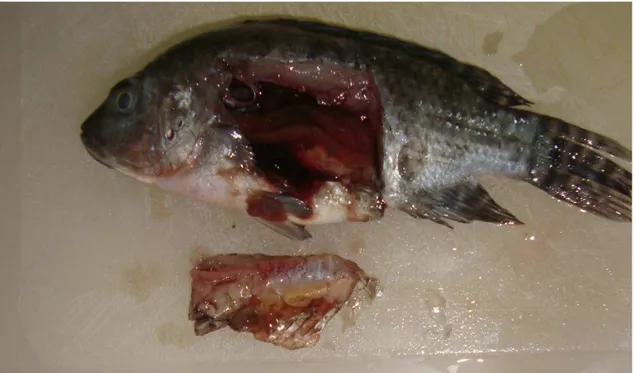 Figura  7.  Exposição  de  órgãos  para  inspeção  post-mortem  de  tilápia  do  Nilo  (Oreochromis niloticus) 