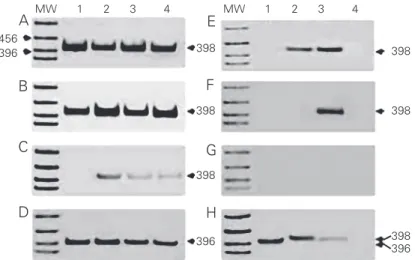 Figure 1. Analysis of constitutive CYP2A3 mRNA expression (398-bp product) by RT-PCR in different rat tissues