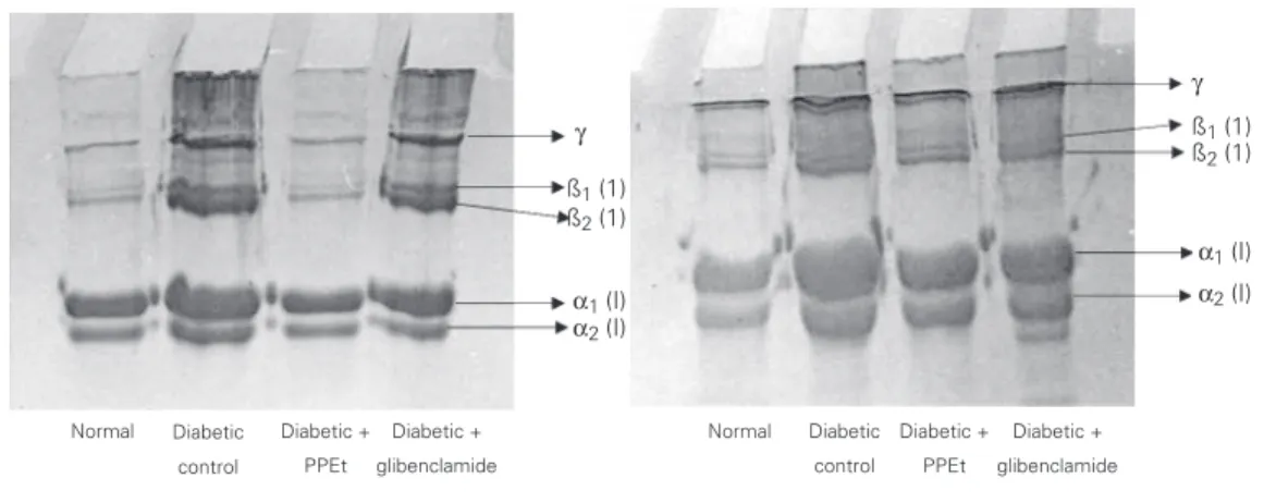 Figure 1. Effect of Phaseolus vulgaris  pod extract (PPEt) on SDS-PAGE pattern of  acid-soluble (left) and pepsin-acid-soluble (right) collagen of tail tendon in normal and diabetic rats.