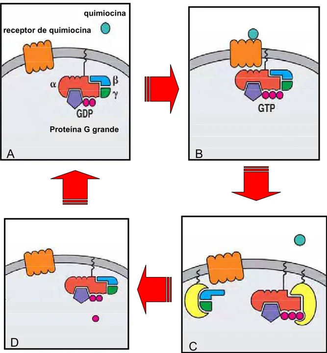 Figura 1 - Representação esquemática do mecanismo de sinalização celular  das quimiocinas