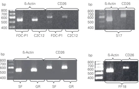 Figure 1. RT-PCR detection of DPP-IV (CD26) expression in the myeloid progenitor cell line FDC-P1, myoblast cell line C2C12, murine bone marrow stroma cell line S17, primary murine liver cell lines FF18 and GR, and primary murine newborn skin fibroblasts (