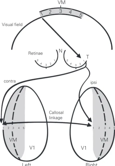 Figure 3. In V1, callosal fibers connect contralateral ocular dominance columns with ipsilat- ipsilat-eral ocular dominance columns, representing visually equivalent points