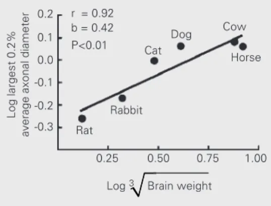 Figure 4. Relation of maximal fi- fi-ber diameter in the posterior  cor-pus callosum with brain weight of different species