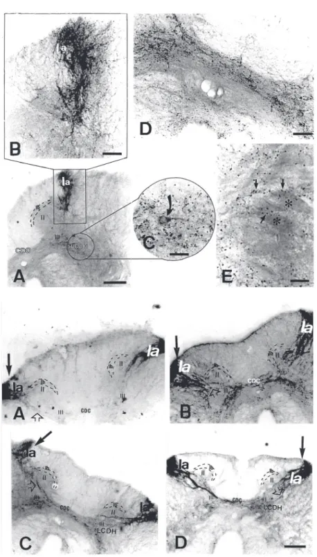 Figure 1. Top, Distribution of substance P immunoreac- immunoreac-tivity in the spinal cord of control turtles