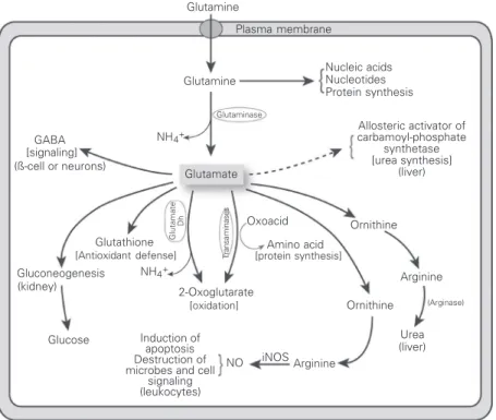 Figure 2. Overview of glutamine and glutamate metabolism in mammalian cells. Glutamate is produced from glutamine through glutaminase activity